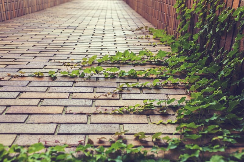Growth Paths